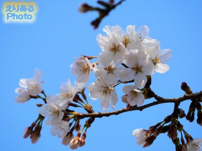 飛鳥山公園の桜2019年