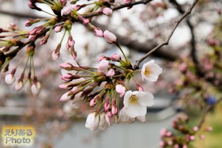 お江戸深川さくらまつり、大横川沿いの桜 2019年