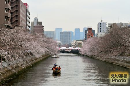 お江戸深川さくらまつり、大横川沿いの桜 2019年