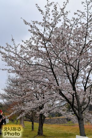 皇居乾通りの桜 2019年