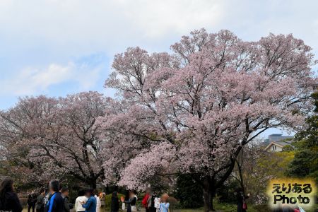 皇居東御苑の桜 2019年