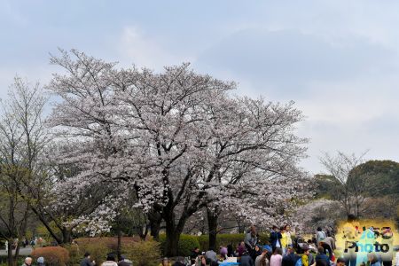 皇居東御苑の桜 2019年