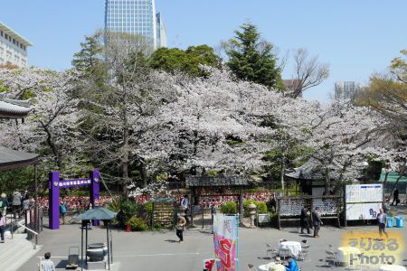 大本山 増上寺の桜 2019年