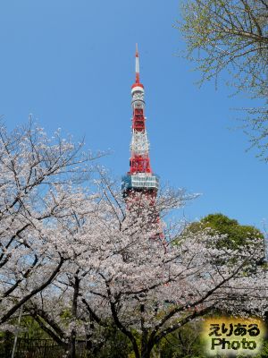 大本山 増上寺の桜 2019年