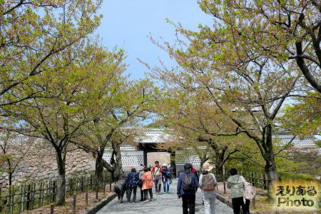 金沢城公園の桜2019年
