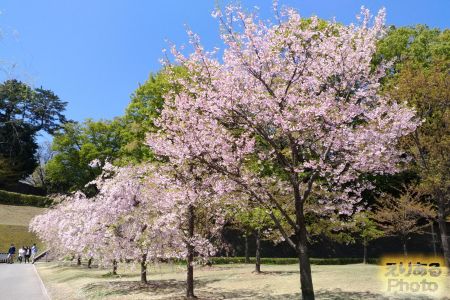 金沢城公園の桜2019年
