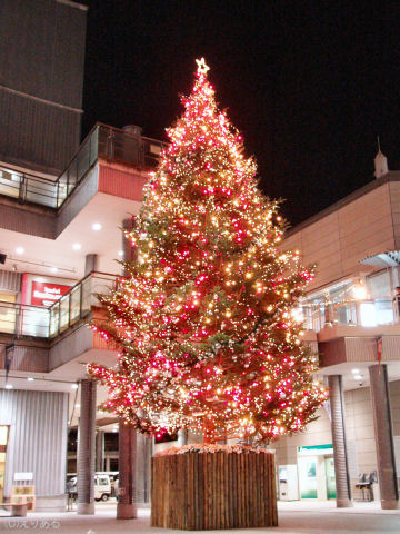 パレットタウンクリスマスツリー2005